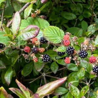 Brambling berries - S L Davis Photography
