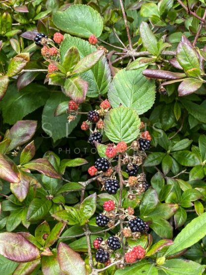 Very berry ripening blackberries - S L Davis Photography