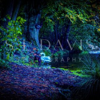 Autumn Hue of a Swan… - S L Davis Photography