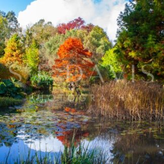 Autumn’s Palette - S L Davis Photography