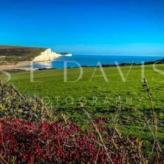 Autumn Berry Sea View - S L Davis Photography